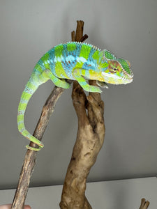 AMBILOBE Panther Chameleon: (E12)