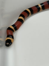Load image into Gallery viewer, Apricot Pueblan Milk Snake- (MS1)
