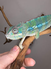 Load image into Gallery viewer, AMBILOBE Panther Chameleon: (E10)
