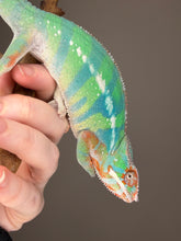 Load image into Gallery viewer, Ambilobe Panther Chameleon – Male | Flash Jr. × Aslan Clutchmate Holdback | E3
