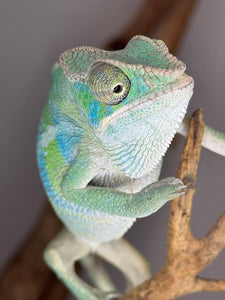 AMBILOBE Panther Chameleon: (E7)