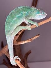 Load image into Gallery viewer, AMBILOBE Panther Chameleon: (E9)
