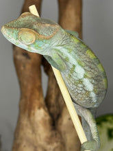 Load image into Gallery viewer, AMBANJA FEMALE Panther Chameleon: Neon Nights x Tango (S20)
