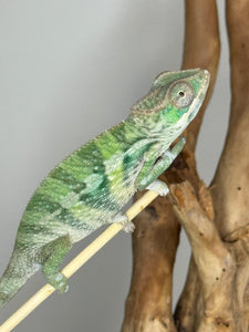 Ambilobe Male Panther Chameleon: Flash x Opal (E21)