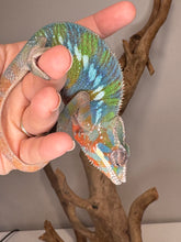 Load image into Gallery viewer, AMBILOBE Panther Chameleon: (E23)
