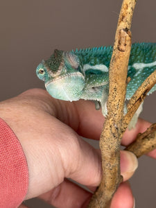 SURPRISE! Panther Chameleon: (E24)