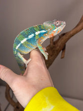 Load image into Gallery viewer, AMBILOBE Panther Chameleon: (J2)
