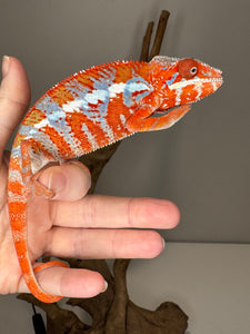 AMILOBE Panther Chameleon: (E34)