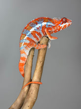 Load image into Gallery viewer, AMILOBE Panther Chameleon: (E34)
