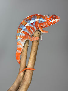 AMILOBE Panther Chameleon: (E34)