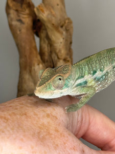 AMBILOBE Panther Chameleon male:(E31)