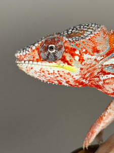 AMBILOBE Male Panther Chameleon: (J3)