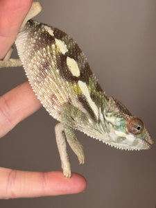 SAMBAVA Panther Chameleon: (E23)