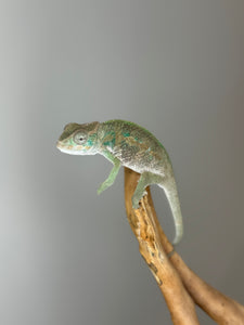 Ambilobe Male Panther Chameleon: Flash x Opal (E13)