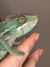 Load image into Gallery viewer, AMBILOBE Panther Chameleon: (E36)
