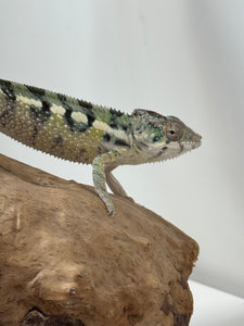 SAMBAVA Panther Chameleon: (E11)