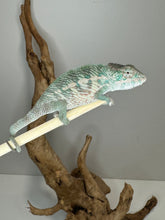 Load image into Gallery viewer, Designer Panther Chameleon: (E17)
