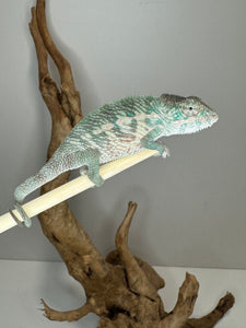 Designer Panther Chameleon: (E17)