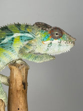 Load image into Gallery viewer, AMBILOBE Panther Chameleon: (E16)
