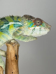 AMBILOBE Panther Chameleon: (E16)