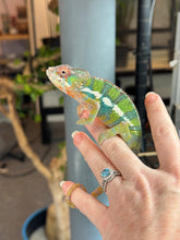 Load image into Gallery viewer, AMBILOBE Panther Chameleon: (E9)
