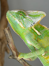 Load image into Gallery viewer, *LAST ONE* MALE Veiled Chameleon
