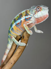 Load image into Gallery viewer, AMBILOBE Panther Chameleon: (J3)
