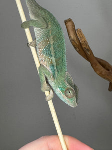 AMBILOBE Panther Chameleon: (E7)