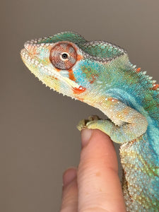 AMBILOBE Male Panther Chameleon: (E30)