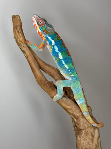 AMBILOBE Panther Chameleon: (J5)