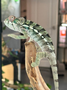 AMBILOBE Panther Chameleon: Frank x Sandy (R20)