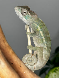AMBILOBE male panther chameleon: Flash x Opal (R1)
