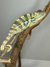 Load image into Gallery viewer, AMBILOBE Panther Chameleon: (E16)
