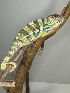 AMBILOBE Panther Chameleon: (E16)