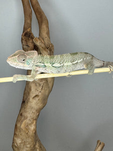 AMBILOBE Panther Chameleon male: (E4)