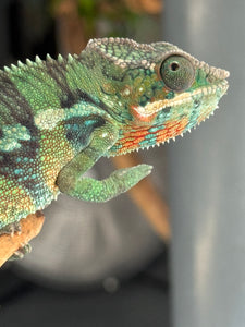 AMBILOBE Panther Chameleon: (E11)