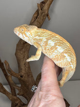 Load image into Gallery viewer, AMBILOBE FEMALE Panther Chameleon: 🚺 (C4)

