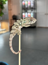 Load image into Gallery viewer, AMBILOBE Panther Chameleon: Sam x Georgia (P10)
