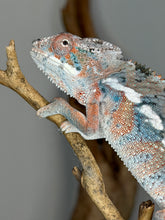 Load image into Gallery viewer, Young Male Ambilobe Panther Chameleon – Rainbow Color | E11
