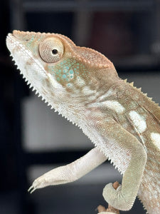 AMBILOBE FEMALE Panther Chameleon: 🚺 (E33)