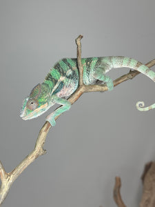 AMBILOBE Male Panther Chameleon: (E5)