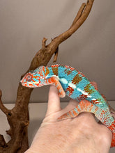 Load image into Gallery viewer, AMILOBE Panther Chameleon: (J1)
