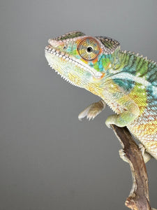 AMBILOBE Panther Chameleon: (E6)