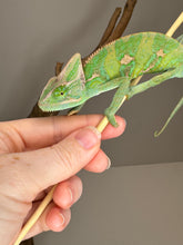 Load image into Gallery viewer, FEMALE Veiled Chameleon (I10)
