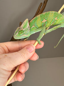 FEMALE Veiled Chameleon (I10)