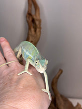 Load image into Gallery viewer, AMBILOBE Panther Chameleon: (E7)

