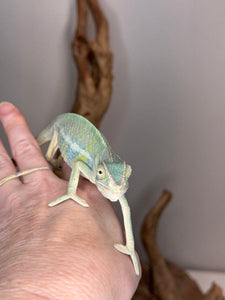 AMBILOBE Panther Chameleon: (E7)