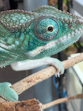 Load image into Gallery viewer, SURPRISE! Panther Chameleon: (E24)
