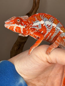 AMILOBE Panther Chameleon: (E34)