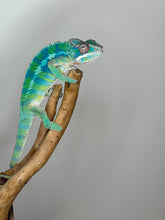Load image into Gallery viewer, AMBILOBE Panther Chameleon: (E35)
